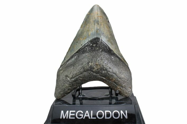 Fossil Megalodon Tooth - North Carolina #378061